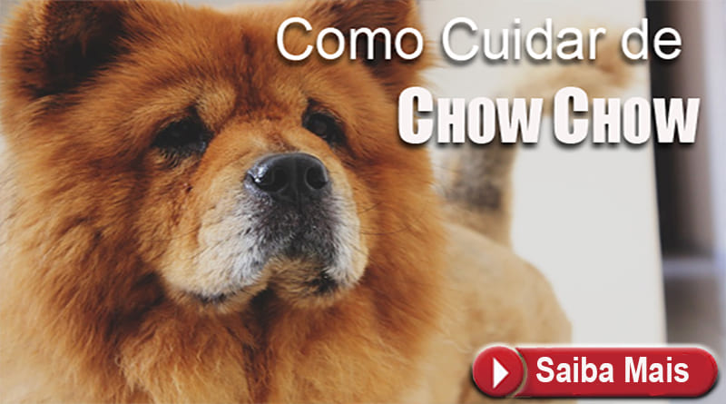 chow chow