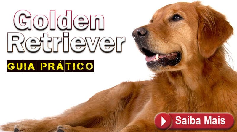 Guia  Golden Retriever