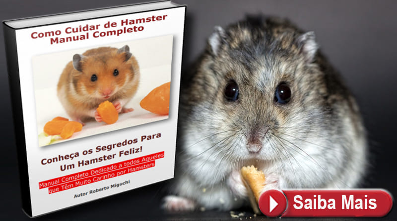 Como Cuidar de seu Hamster