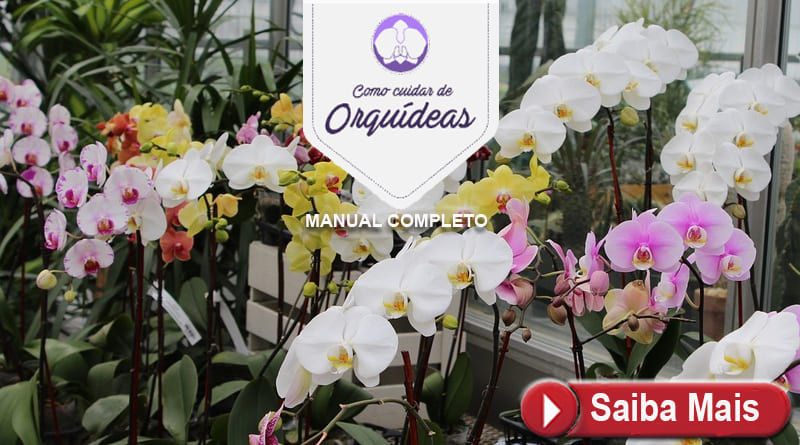 Manual Completo Como Cuidar de Orquídeas