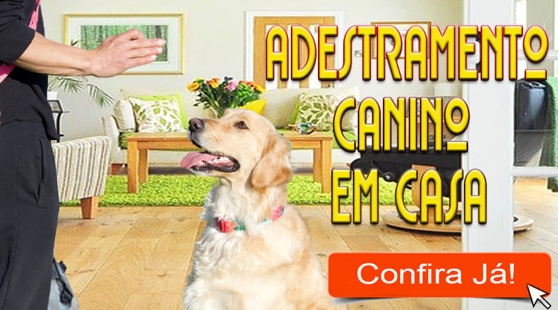 Adestramento cães em Casa