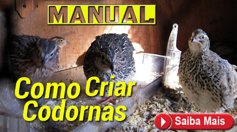 Como Criar Codornas