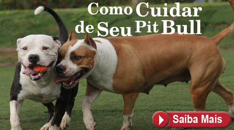 Como Cuidar de Pit Bull