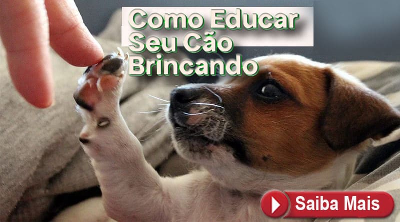 Como Educar Seu Cão Brincando